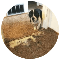 Fixing Carpet Pet Damages